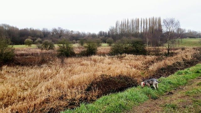Chorlton Ees Naturereservat